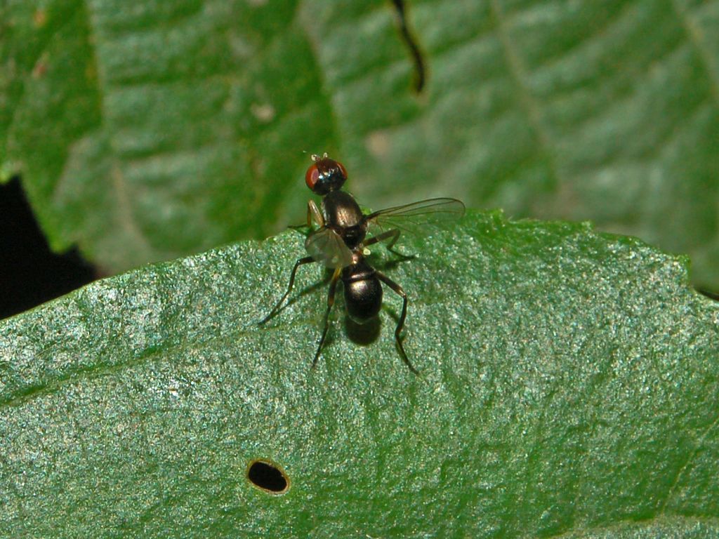 Sepsis sp. (Sepsidae).